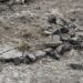 Заборонені протипіхотні міни